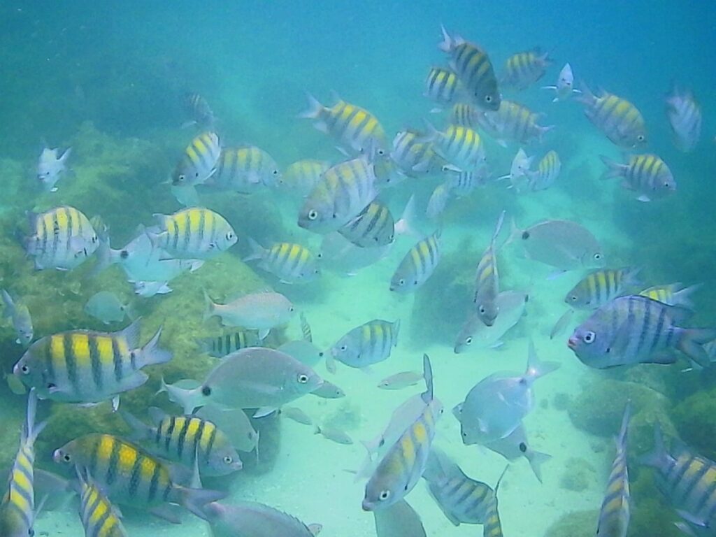 Ilha Comprida (Aquário Natural)